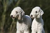 BEDLINGTON TERRIER 232